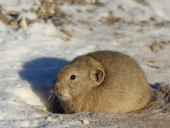 Ochotona dauurica