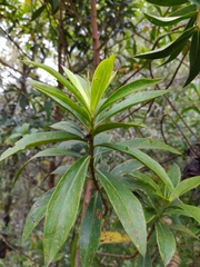 Baccharis brachylaenoides