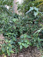 Malvaviscus penduliflorus