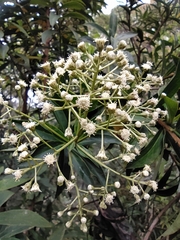 Baccharis brachylaenoides