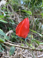 Malvaviscus penduliflorus