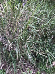 Sorghinae
