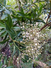 Baccharis brachylaenoides