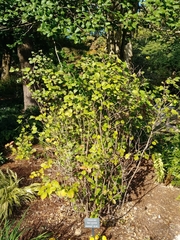 Fothergilla major