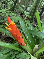 Guzmania berteroniana