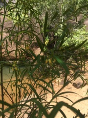 Secamone sparsiflora image