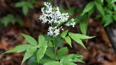 Cardamine leucantha