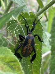 Petascelis remipes