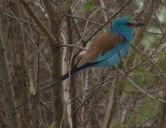 Coracias abyssinicus