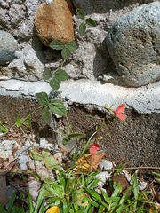 Image of Macroptilium gibbosifolium