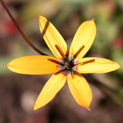 Pauridia linearis