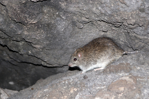 Komodo Rat (Komodomys rintjanus) — Vulnerable Mammalia