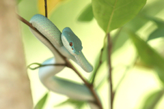 Trimeresurus insularis