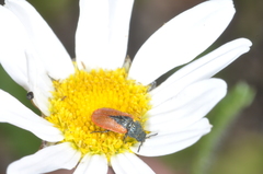 Arthrobrachus nigromaculatus