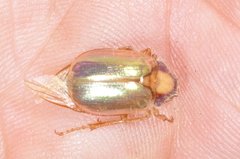 Phytholaema mutabilis