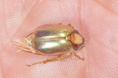 Phytholaema mutabilis