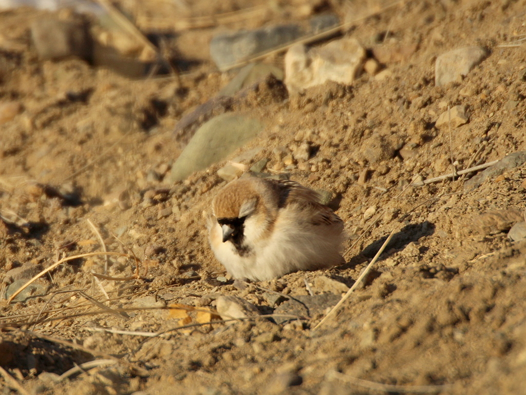Pere David's Snowfinch