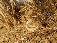 Montifringilla davidiana