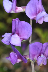 Lathyrus magellanicus