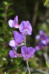 Lathyrus magellanicus