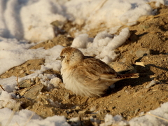 Montifringilla davidiana