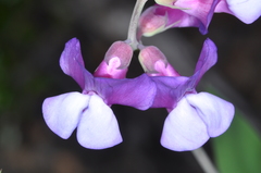Lathyrus magellanicus