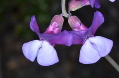 Lathyrus magellanicus