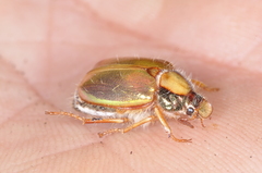 Phytholaema mutabilis