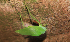 Steirodon dentiferum