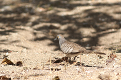 Geopelia maugeus
