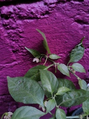 Capsicum chinense