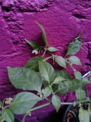 Capsicum chinense