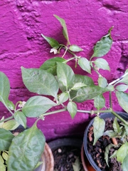 Capsicum chinense
