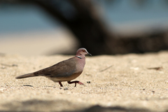 Streptopelia bitorquata