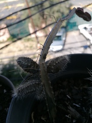 Acanthocereus