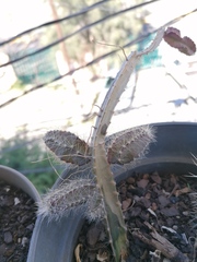 Acanthocereus