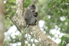 Macaca fascicularis