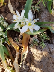 Ornithogalum lanceolatum
