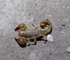 Timogenes