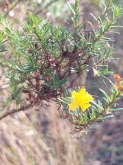 Hypericum fasciculatum