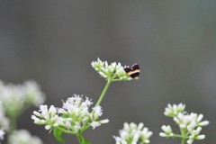 Choreutis basalis