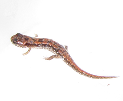 Desmognathus carolinensis