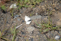 Hypsochila microdice