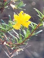 Hypericum fasciculatum