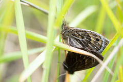 Cosmosatyrus leptoneuroides