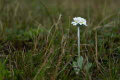 Primula magellanica