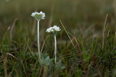 Primula magellanica