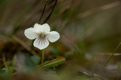 Viola tridentata