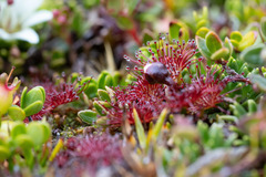 Drosera uniflora