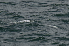 Cephalorhynchus commersonii